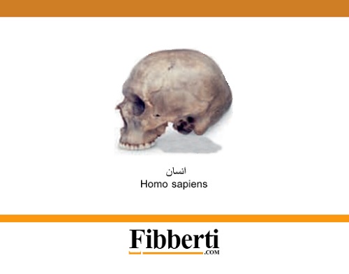 انسان Homo sapiens